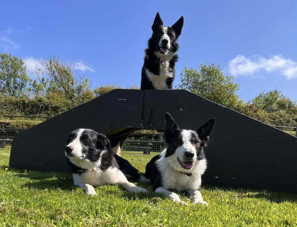 Sheepdog show in Woolacombe with kids near No.9 Putsborough