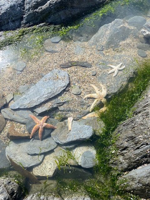 Rock Pooling in Woolacombe with kids near No.9 Putsborough