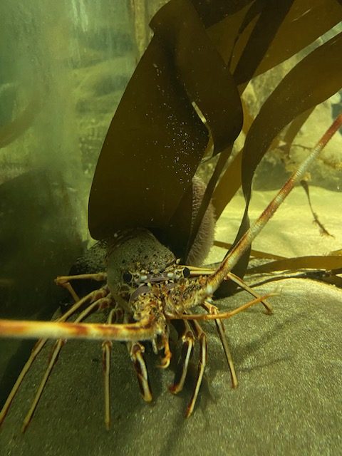 Ilfracombe Aquarium in Woolacombe with kids near No.9 Putsborough